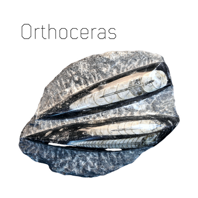 Orthoceras fossiil kivistis 
